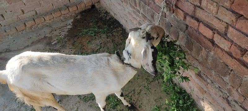 female Goat 4 Qurbani Healthy and active 3