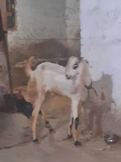 goat for sell 0