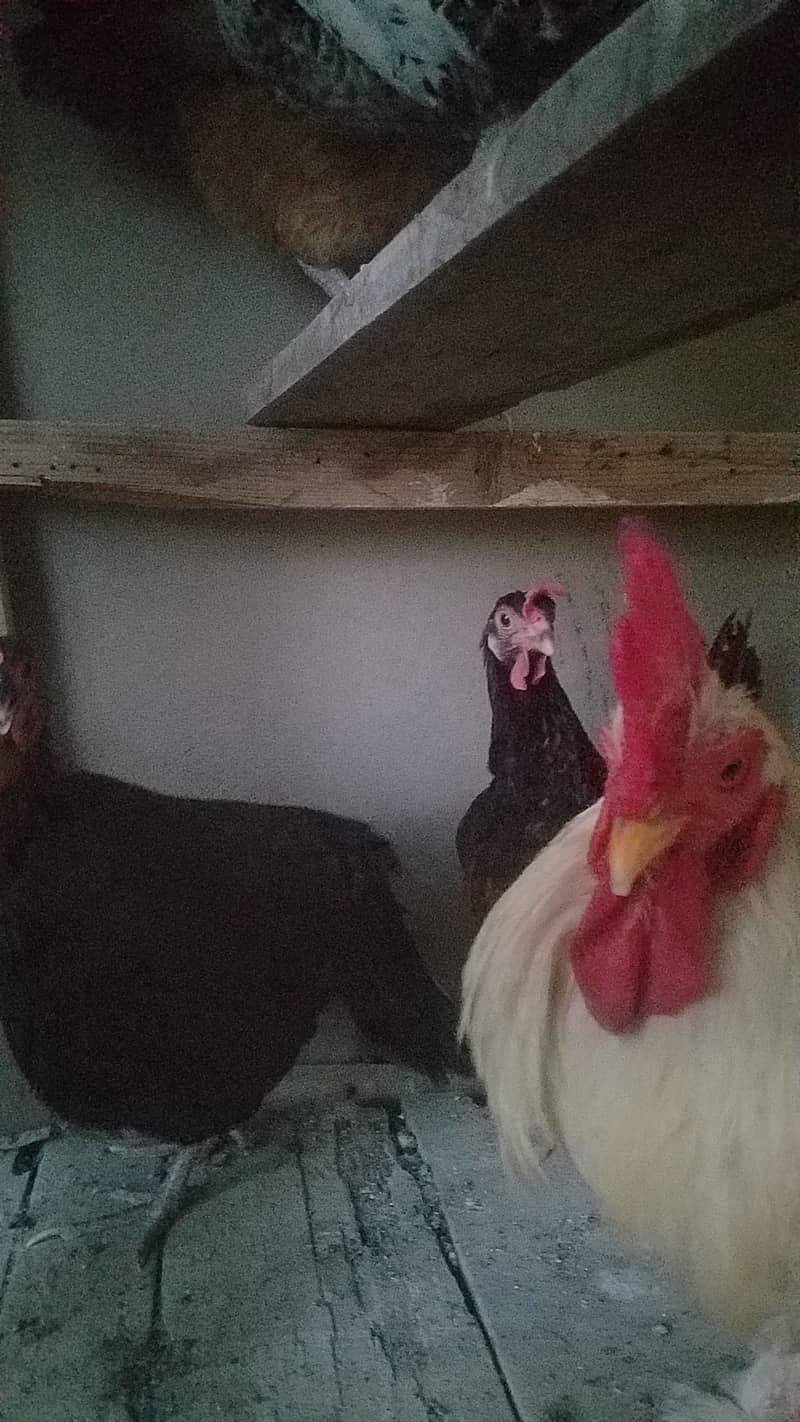 1 Roaster & 4 Chickens 2
