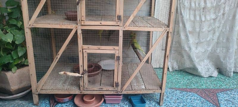 8 pairs of parrots 4