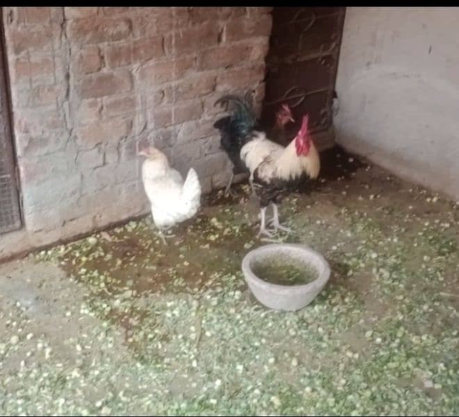 Golden/Silver Misri /Desi/egg laying hens/ murgi/pathi/murga/chicks/ 1