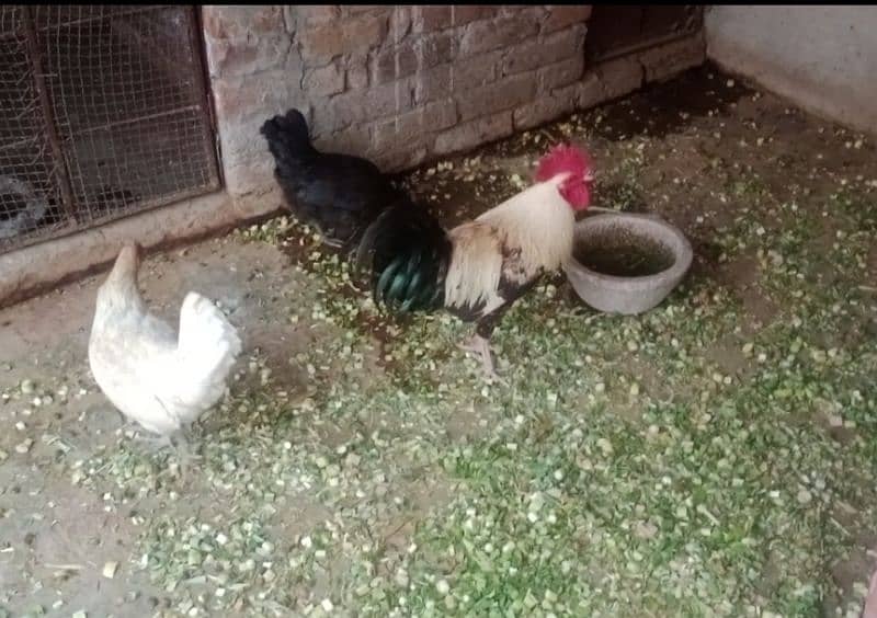 Golden/Silver Misri /Desi/egg laying hens/ murgi/pathi/murga/chicks/ 2