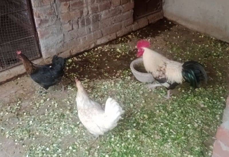 Golden/Silver Misri /Desi/egg laying hens/ murgi/pathi/murga/chicks/ 4