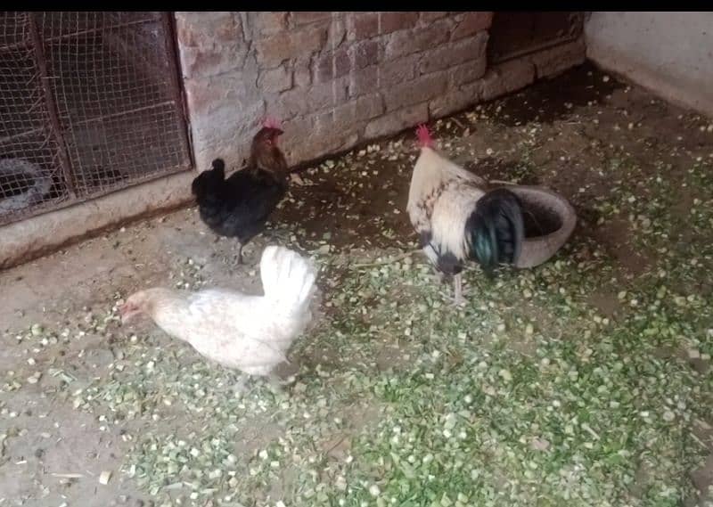 Golden/Silver Misri /Desi/egg laying hens/ murgi/pathi/murga/chicks/ 5