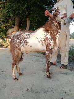 goat Mashallah heavy weight Available 2 dant whatsepp 03361549009