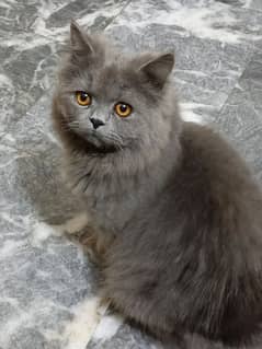 Persian cat male grey colour triple coat doll face confirm stud