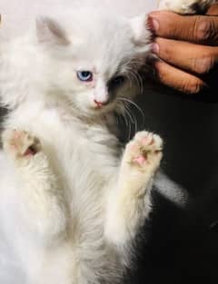 Persian cat baby for sale 0