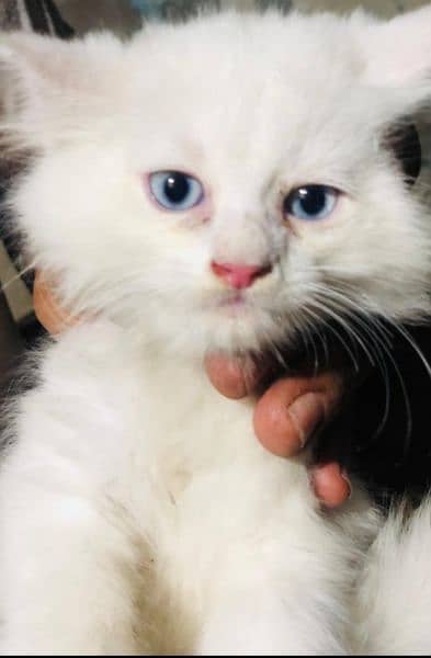 Persian cat baby for sale 1