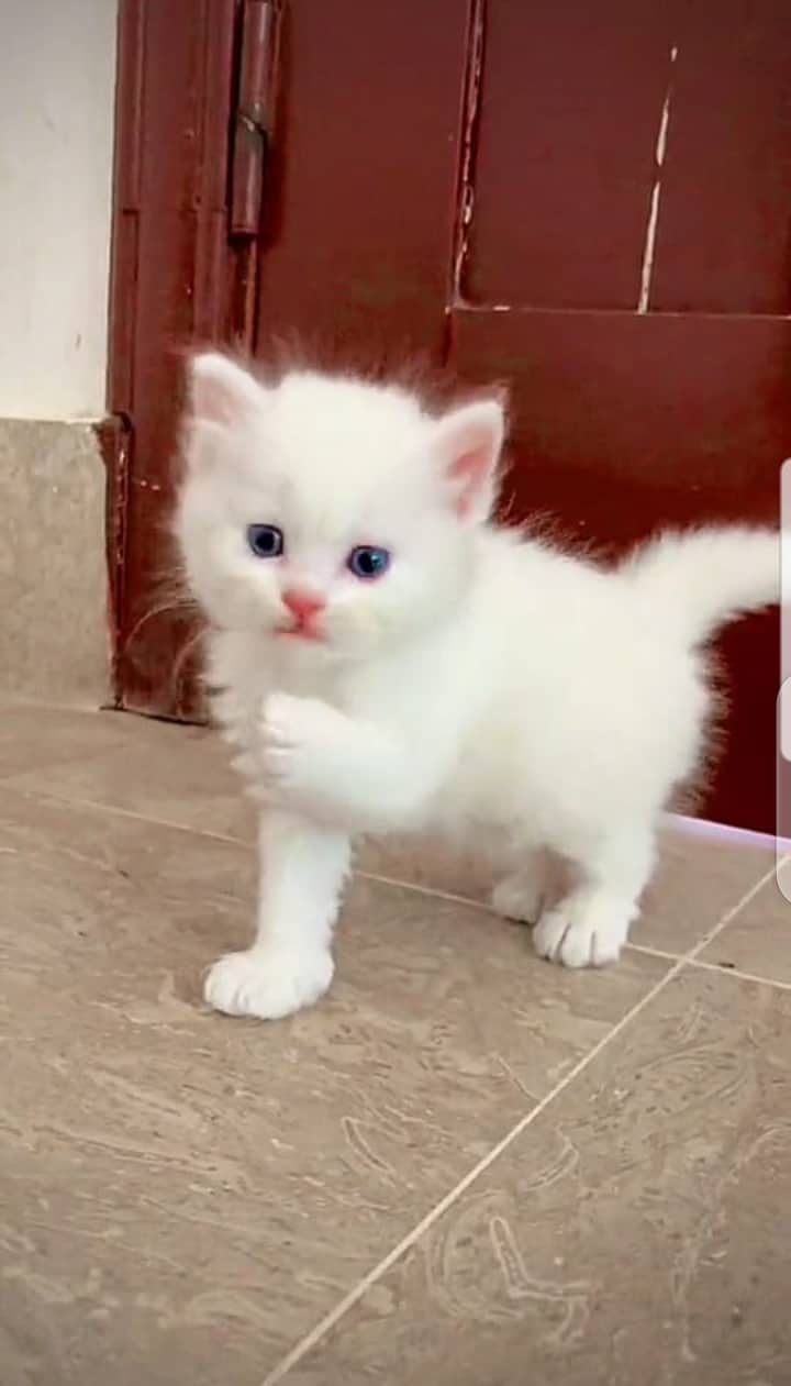 Persian Cat for sale 1