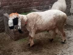 2 chatray for sale for qurbani