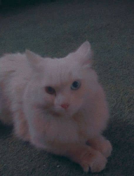 Male Persian cat with odd eyes for sale 4