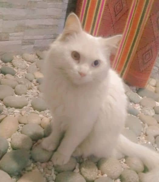 Male Persian cat with odd eyes for sale 5