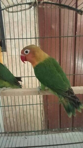 love bird baridar pair for sale urgent sale 0