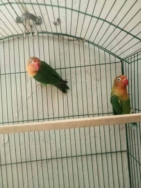 love bird baridar pair for sale urgent sale 1