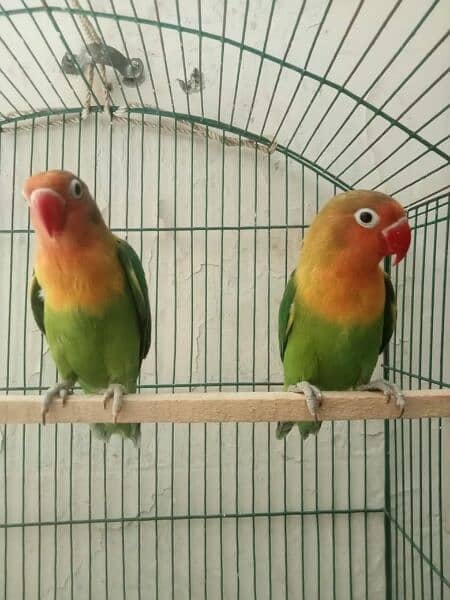 love bird baridar pair for sale urgent sale 3