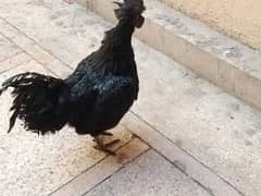 Ayam cemani 1 male 2 female for sale