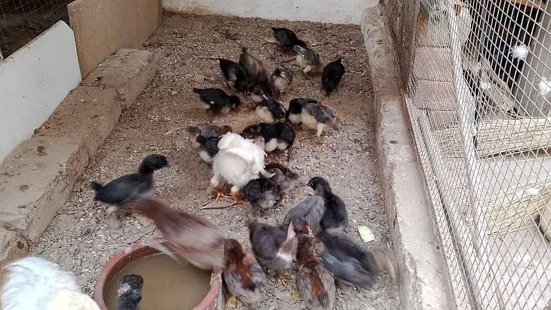 1.5 month golden misri chicks available 2