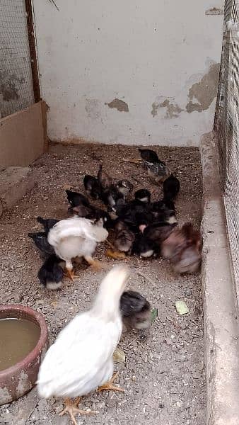 1.5 month golden misri chicks available 3