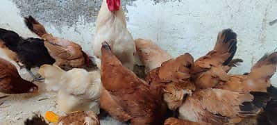 golden Murghiyan hens for sale. . Andy deny wali. .