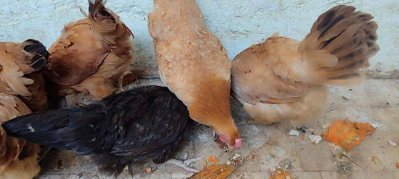 golden Murghiyan hens for sale. . Andy deny wali. . 7