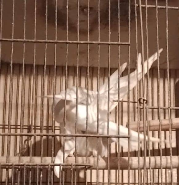 Cockatiel / Parrots For Sale 03264584014 3