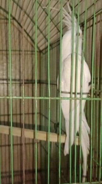 Cockatiel / Parrots For Sale 03264584014 5