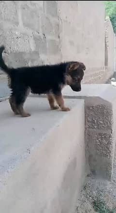 German Shepherd male double coat puppy for sale