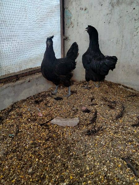 ayam cemani breeder pair 13