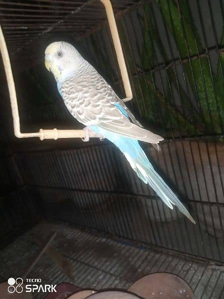 Australian parrot 4