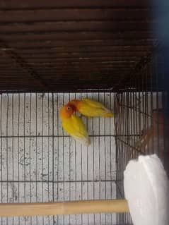 All birds forsell. .