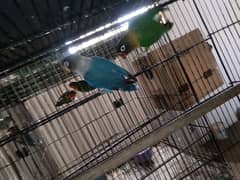 Green Persanata Female Blue Mask Male And Rosie Goli Love Birds. 0