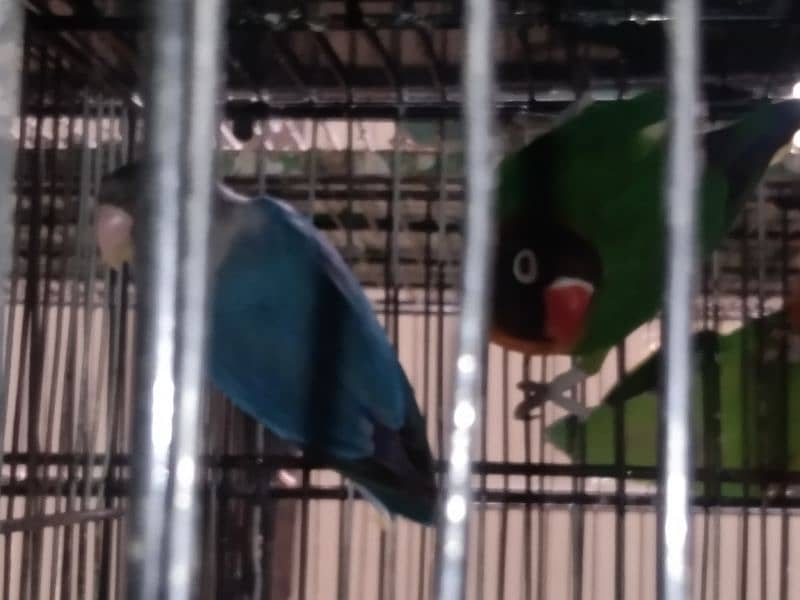 Green Persanata Female Blue Mask Male And Rosie Goli Love Birds. 1