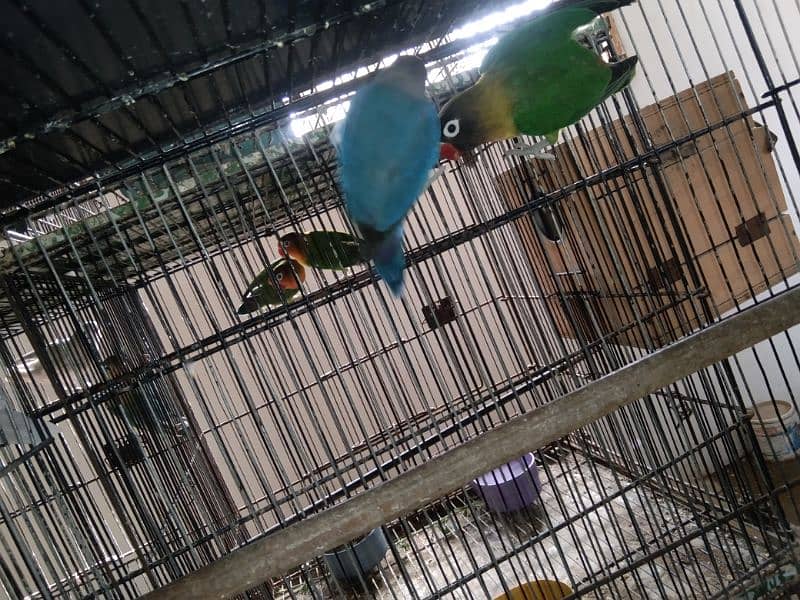 Green Persanata Female Blue Mask Male And Rosie Goli Love Birds. 2