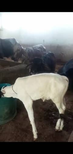 female cow gulabi with small black dots on eyes and ears for sale