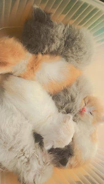 Persian cats and kittens 2