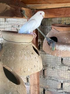 budgies  pair available