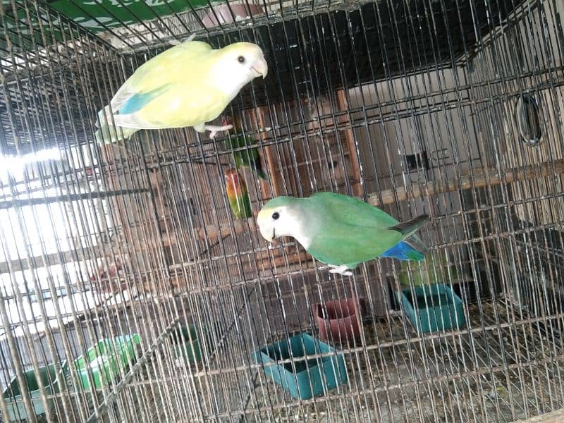 Green Persanata Female Blue Mask Male And Rosie Goli Love Birds. 3