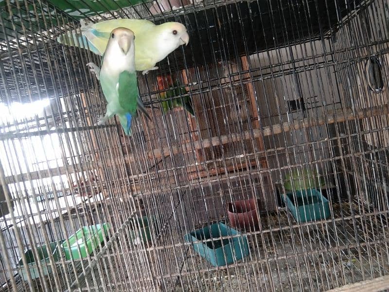 Green Persanata Female Blue Mask Male And Rosie Goli Love Birds. 4