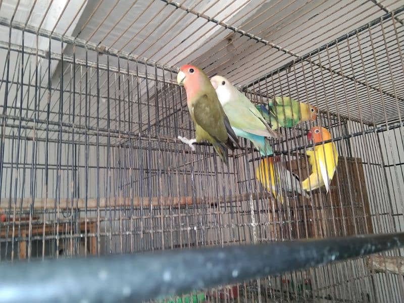 Green Persanata Female Blue Mask Male And Rosie Goli Love Birds. 5