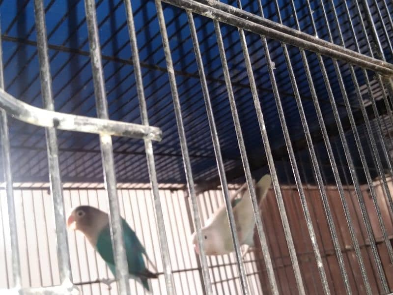 Green Persanata Female Blue Mask Male And Rosie Goli Love Birds. 7