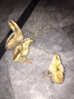 Aseel lakha chick's for sale