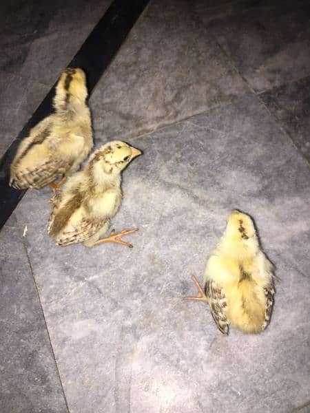 Aseel lakha chick's for sale 2