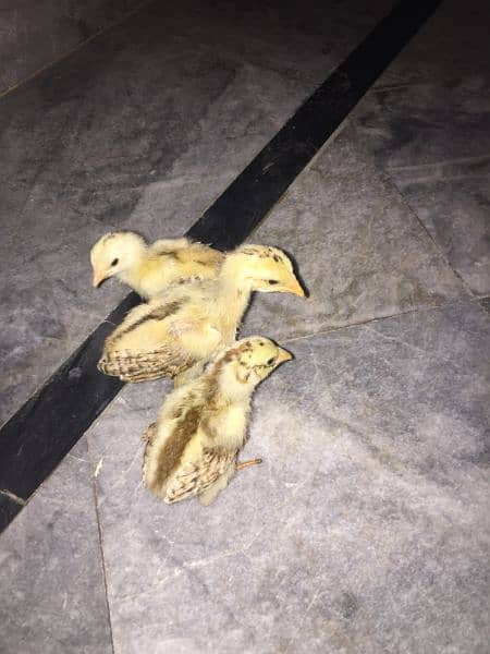 Aseel lakha chick's for sale 4