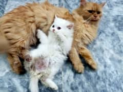 03064289603 WhatsApp me Persian kitten with brown mother for sale