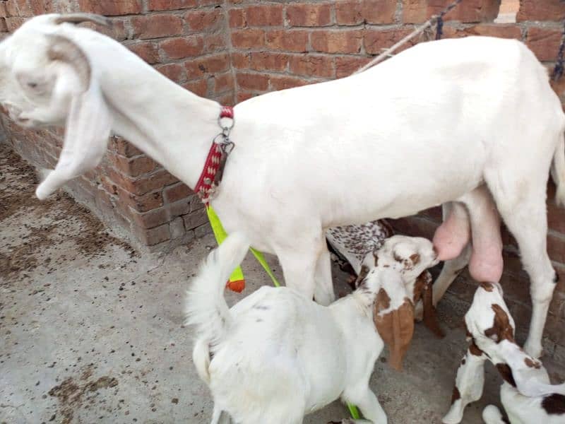 1 goat and 3 kids  0300 7932225 4