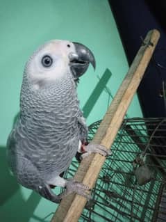 Grey parrot or Alexander patha urgent sell