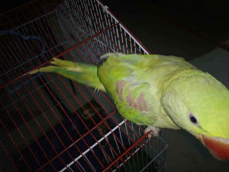 Grey parrot or Alexander patha urgent sell 1