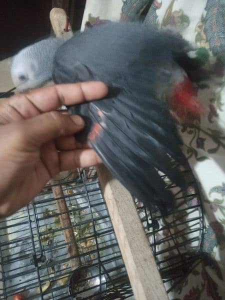 Grey parrot or Alexander patha urgent sell 2