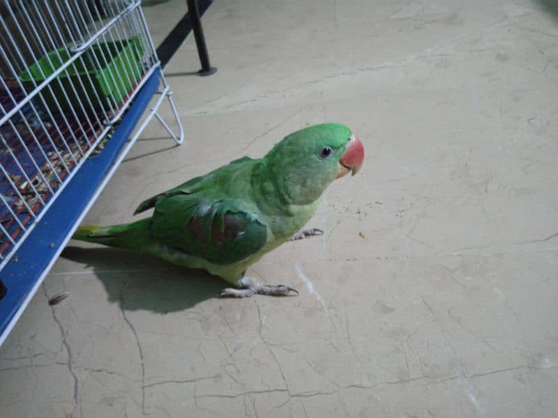 Grey parrot or Alexander patha urgent sell 3