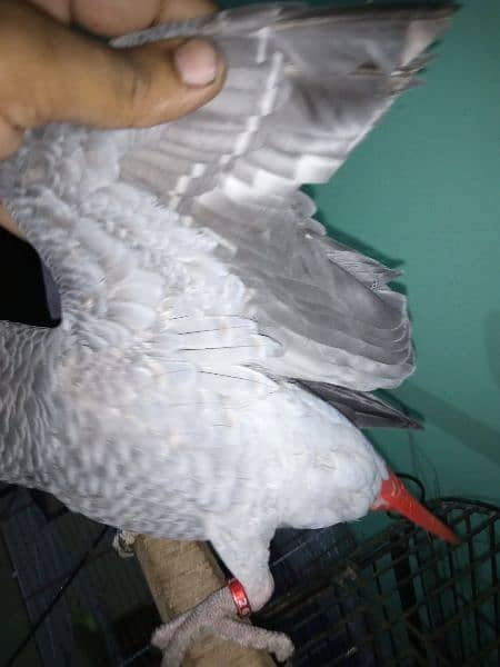 Grey parrot or Alexander patha urgent sell 4